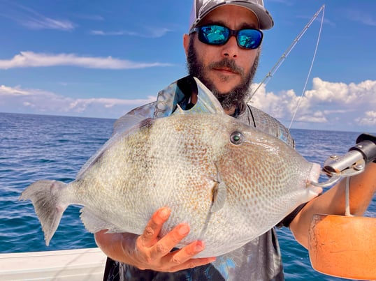 Triggerfish Caught in the Gulf of Mexico