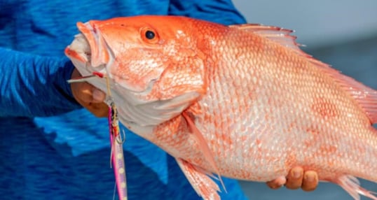 Red Snapper up close