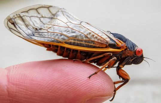 Cicada on finger