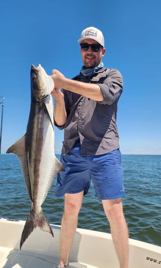 Cobia Caught In Louisiana