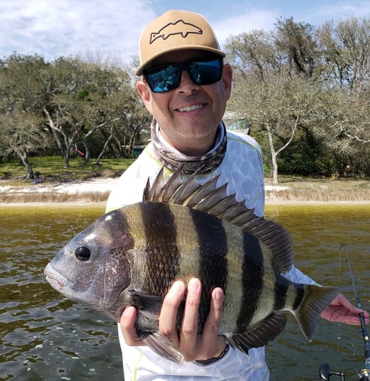 Sheepshead Caught At Fort Walton Beach FL