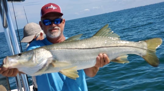 Snook Caught In St. Petersburg, FL