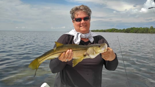 Snook Caught In St. Petersburg, FL