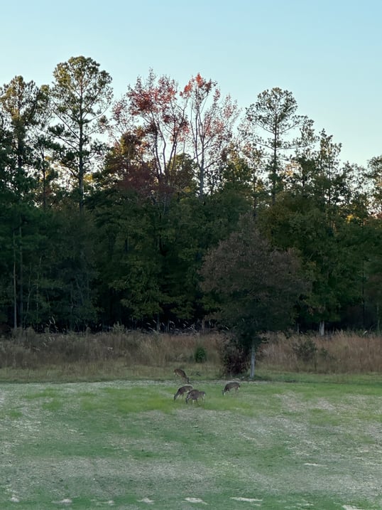 Five does in the field
