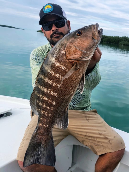 cubera snapper
