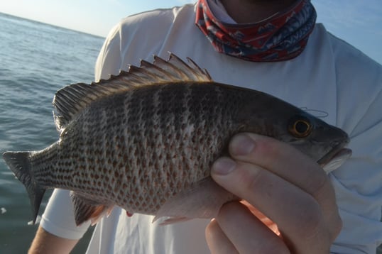 mangrove snapper