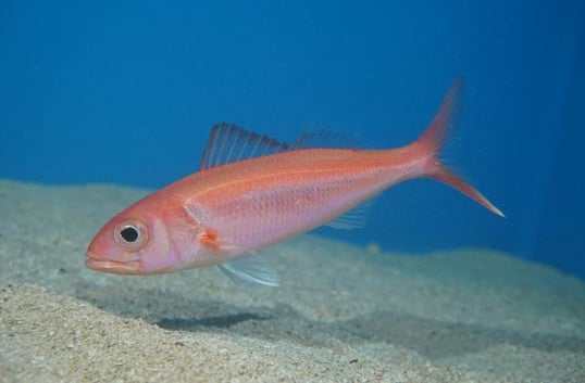 short tail snapper