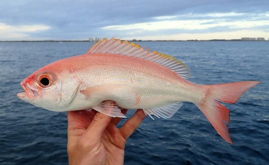 vermilion snapper