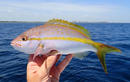 yellowtail snapper
