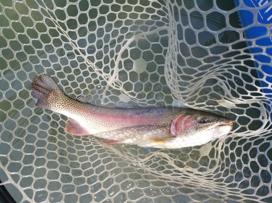 guadalupe river fishing guide