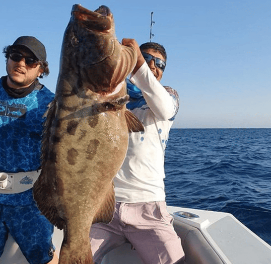 cabo grouper