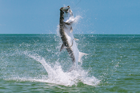 Tarpon Fishing