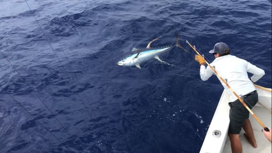 Yellowfin Tuna