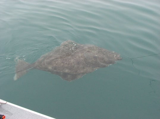 Halibut Glacier Bay
