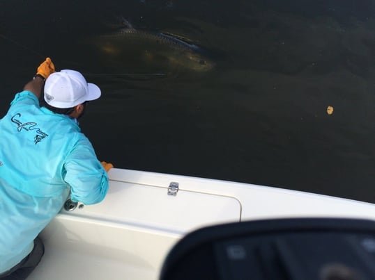 Puerto Rico Tarpon Fishing