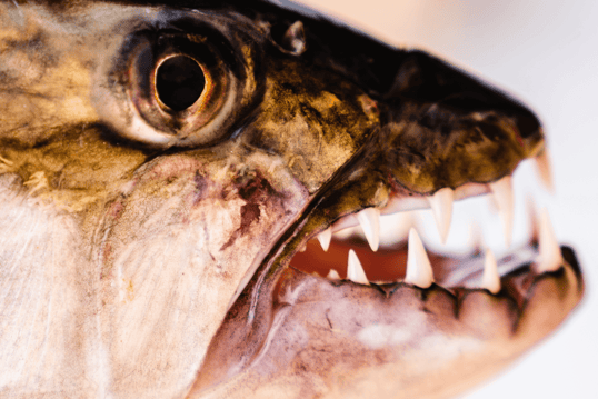 Tigerfish Head