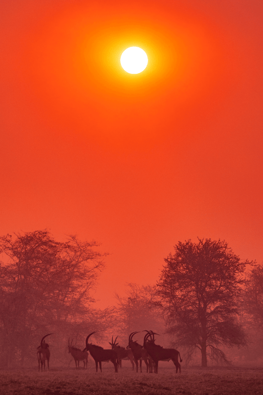 Sable antelope in tanzania
