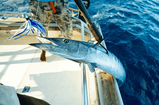 Wahoo in tanzania over the gunwale of the boat