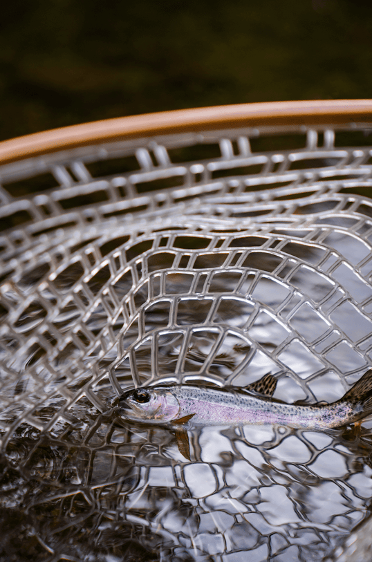 rainbow trout in net