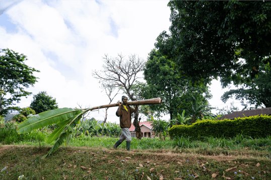 Man carrying tree near kilimanjaro