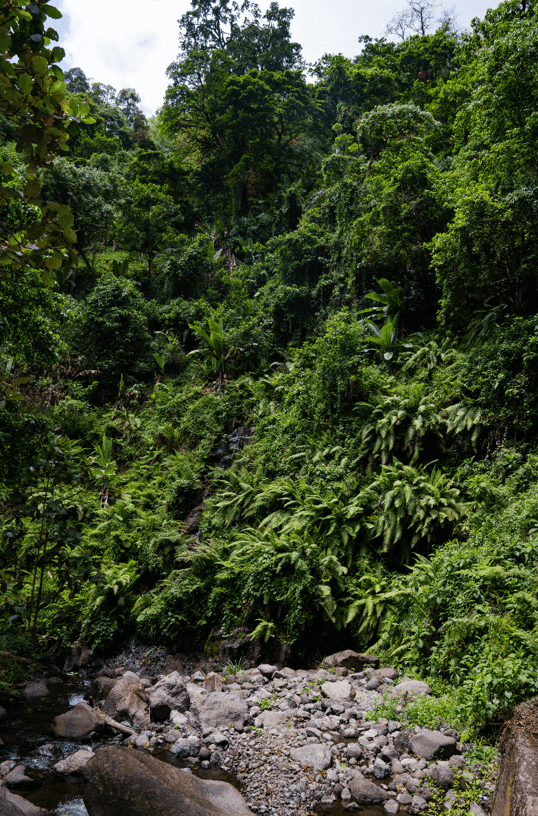 Kilimanjaro fern wall