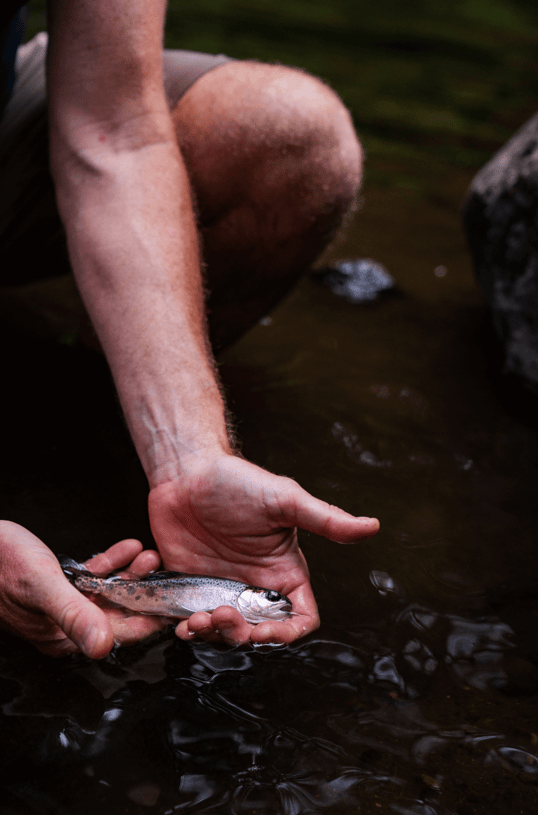 Rainbow trout on kilimanjaro