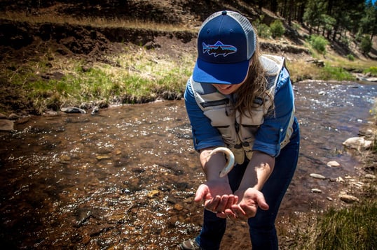 cutthroat trout new mexico