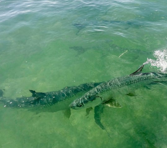 Florida Keys Tarpon
