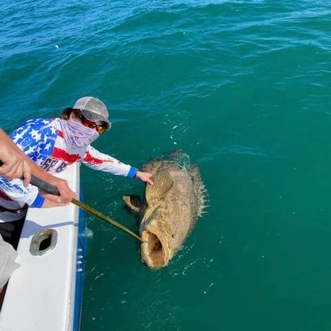 Small Goliath Grouper