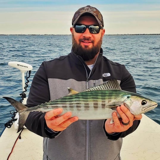 Bonito Everything You Need to Know