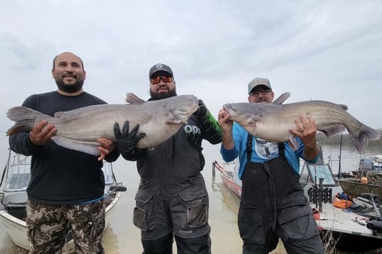 What do Catfish Smell