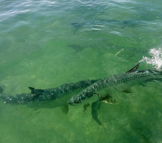Florida Keys Tarpon Fishing