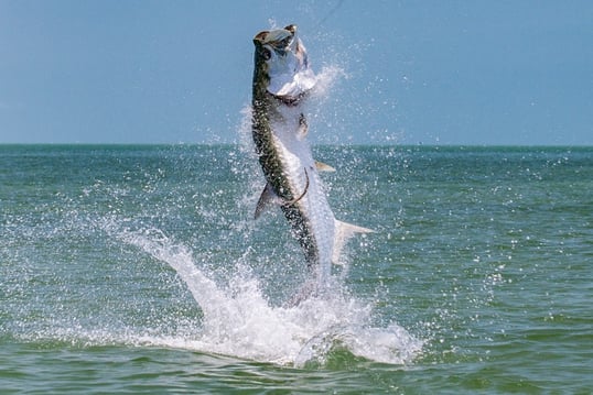 Tarpon Fishing Sand Flats