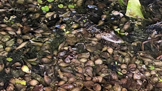 Small Alligator Florida Eco Tour
