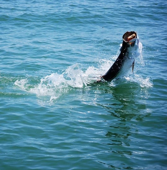 Texas Tarpon Fishing