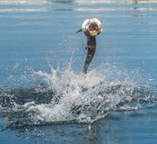 tarpon leaps