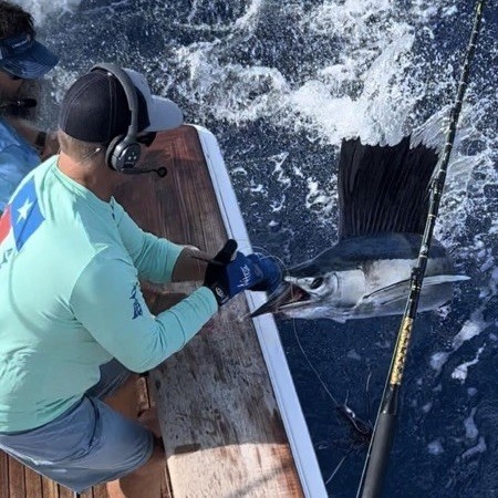 Offshore Fishing Galveston Sailfish