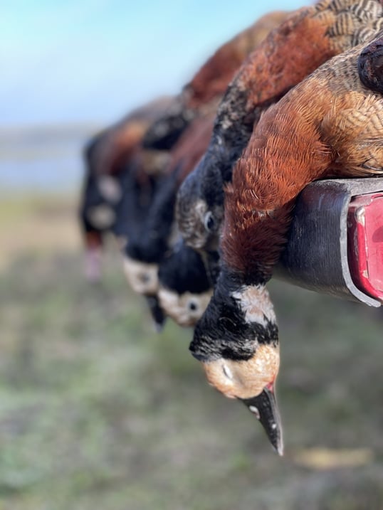 ring teal on a tailgate