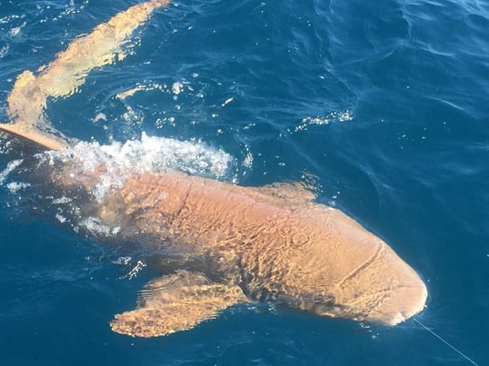 Shark Fishing With Captain Rich