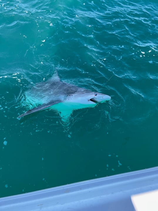 clearwater fishing guides fl