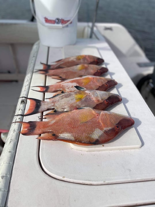 clearwater fishing charters