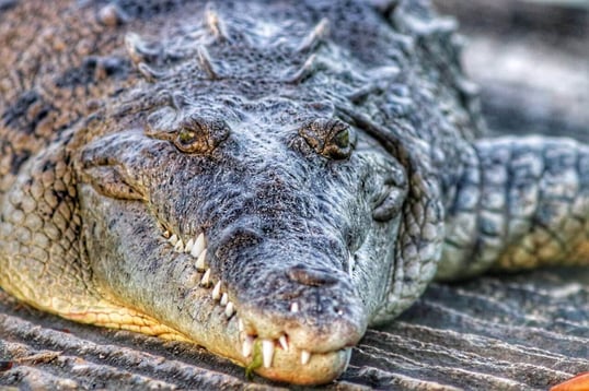 key west backcountry fishing report