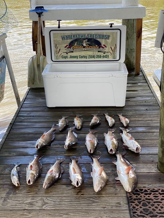 louisiana redfish charters