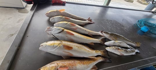 Galveston inshore fishing guide