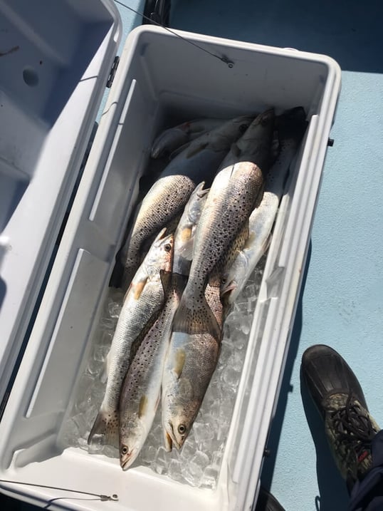 Galveston nearshore fishing guide