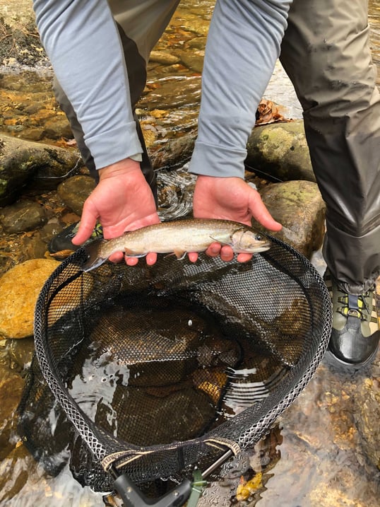 fly fishing western nc