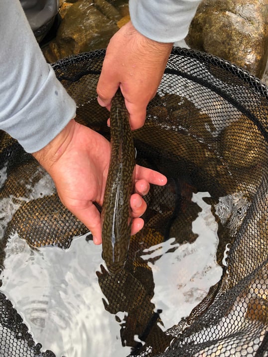 western north carolina fly fishing trail