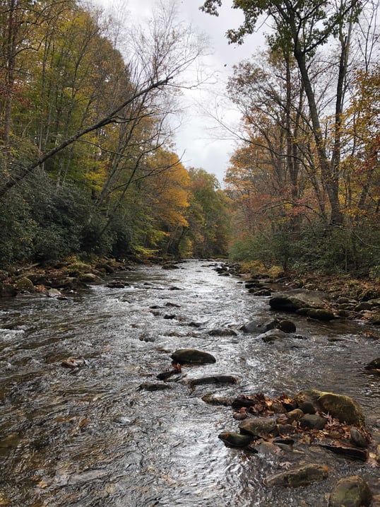best trout fishing in nc