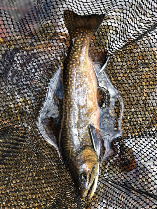 trout fishing brevard nc