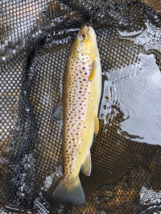 where to go fishing in nc